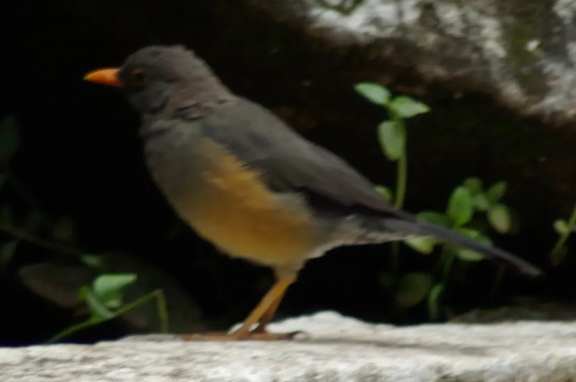 File:Turdus abyssinicus, Thomson's Falls Park, Kenya.jpg