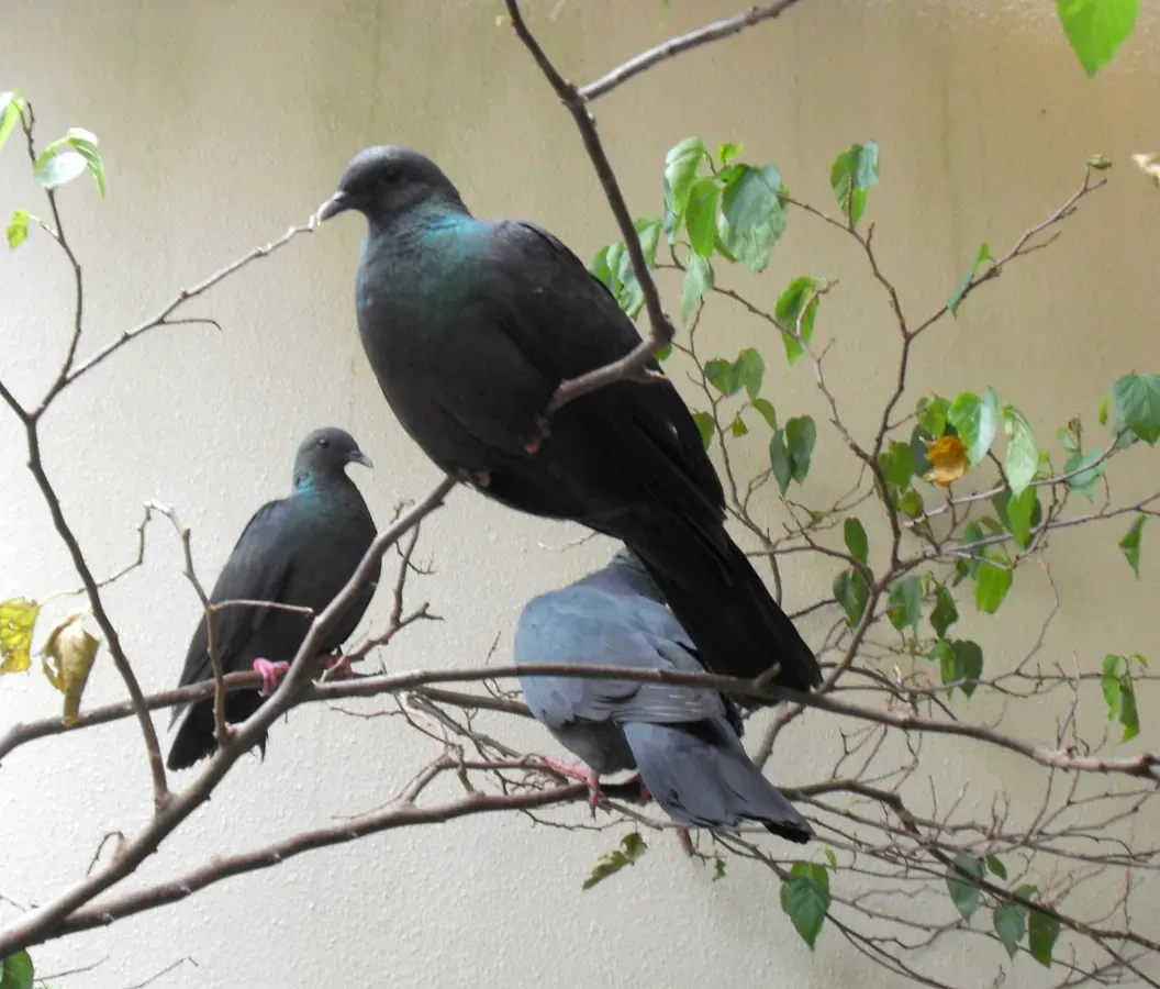 File:Columba janthina Neo Park.jpg