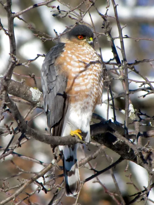 File:Accipiter striatus , Sharp-shinned Hawk.jpg