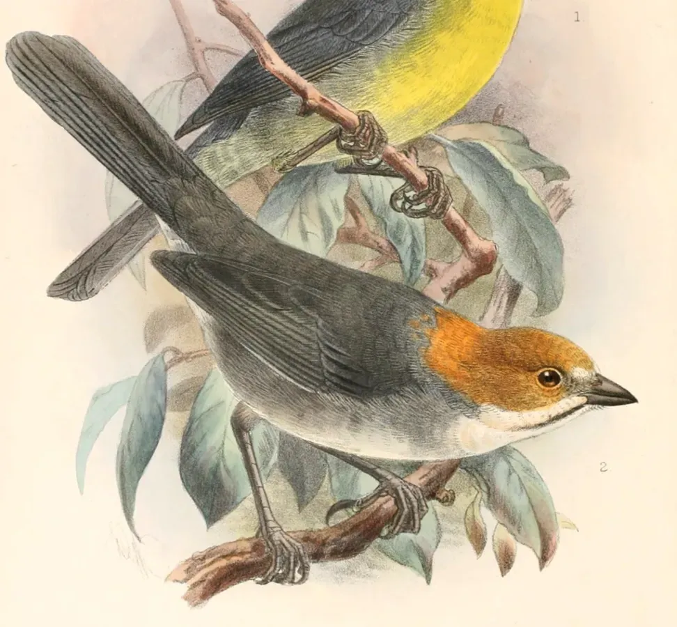 File:Atlapetes rufigenis Keulemans - high res.jpg