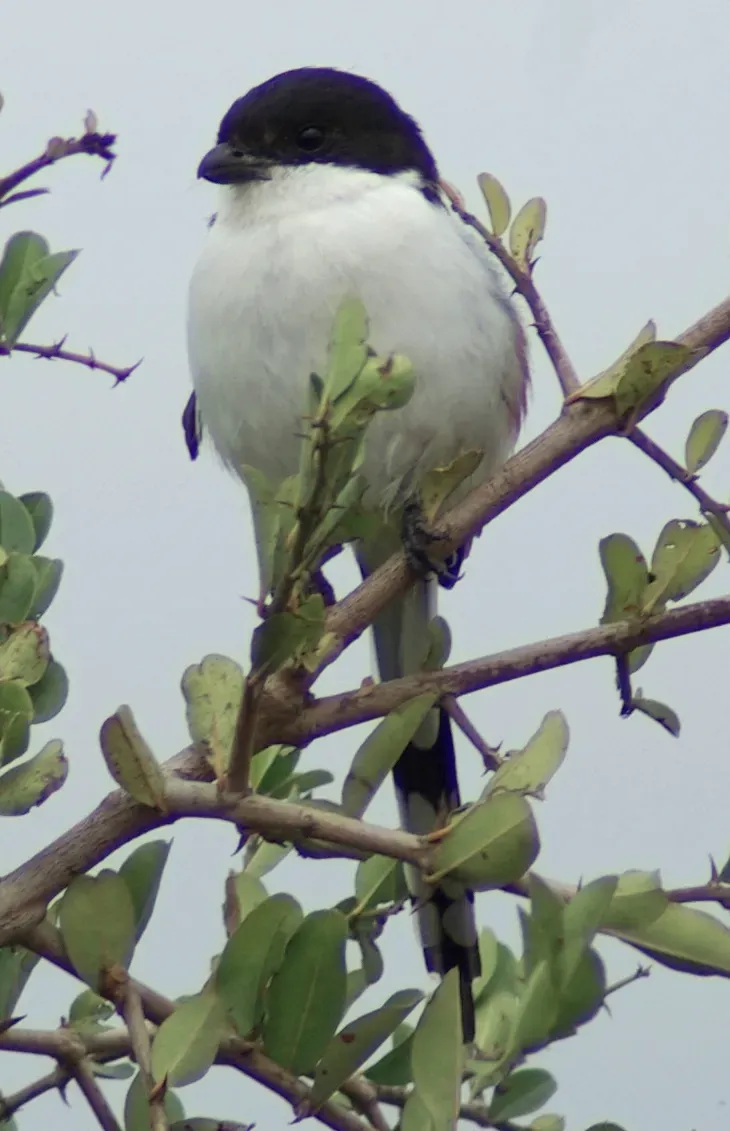 File:Lanius humeralis, Nanyuki, Kenya.jpg