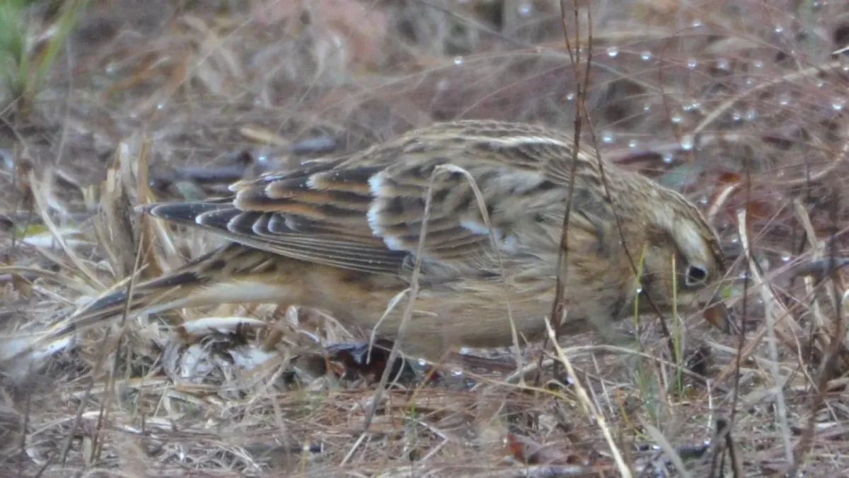 File:Calcarius pictus Hi Lonesome Prairie 1.jpg