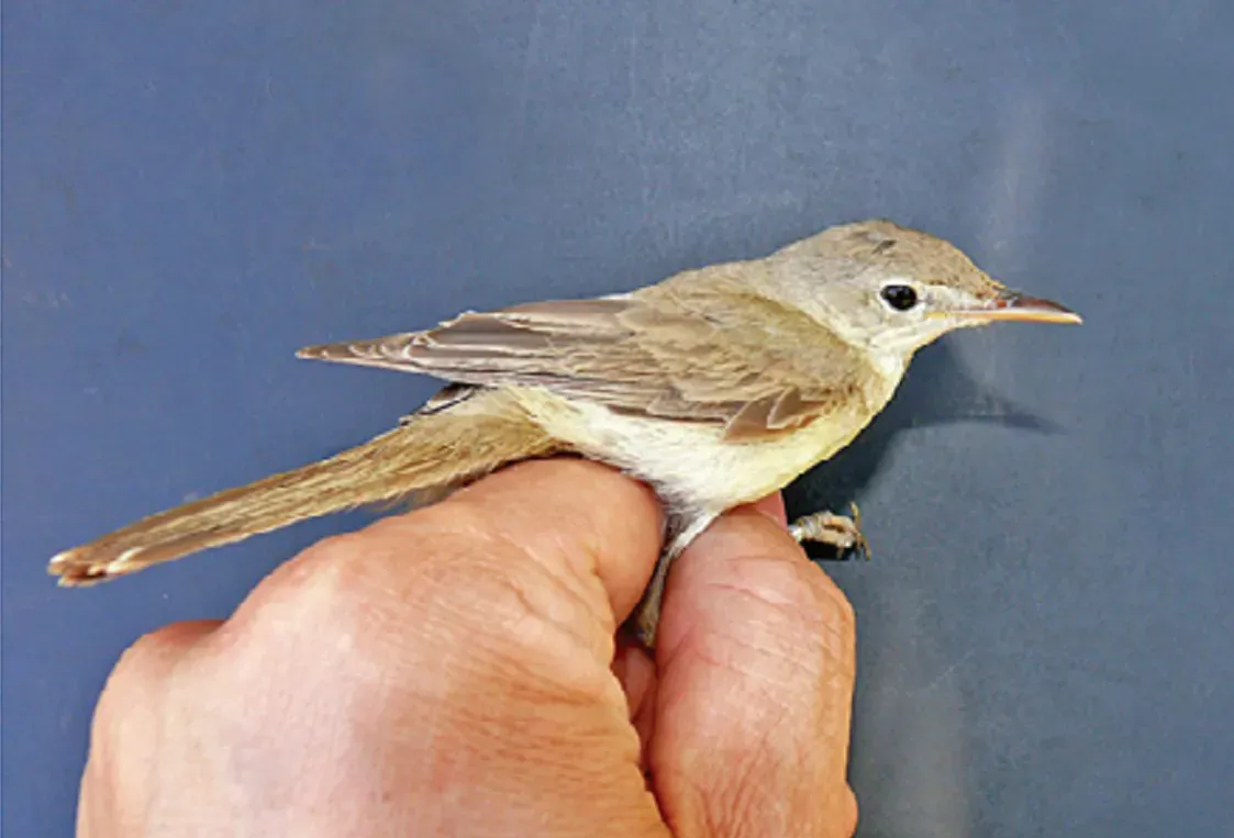 File:Iduna opaca CDC image.jpg