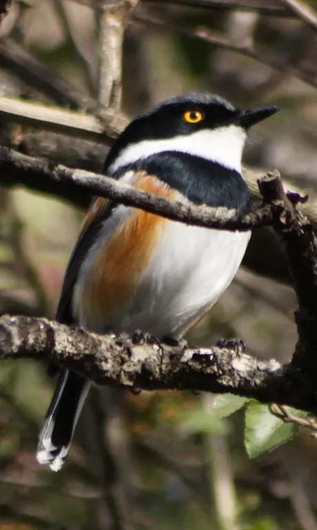 File:Cape batis (Batis capensis) male (5964257101).jpg