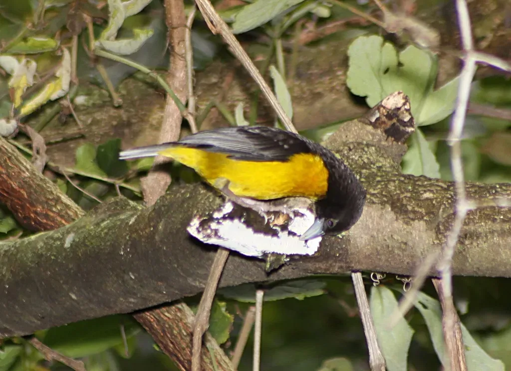File:Dark backed weaver (Ploceus bicolor) - not a great photo but at least you can see it (5964190663).jpg