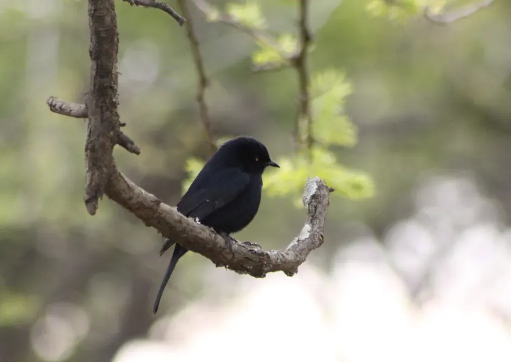 File:Southern black flycatcher (Melaenornis pammelaina) (5957478683).jpg