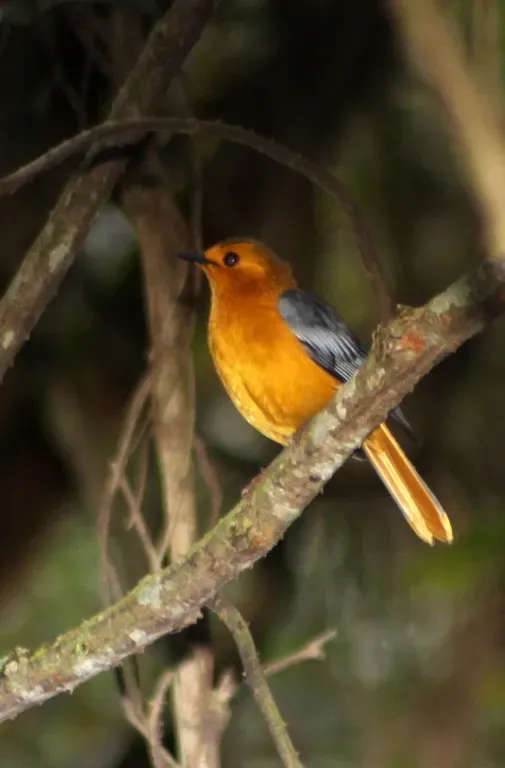 File:Red-capped robin-chat (Cossypha natalensis) (5964191809).jpg