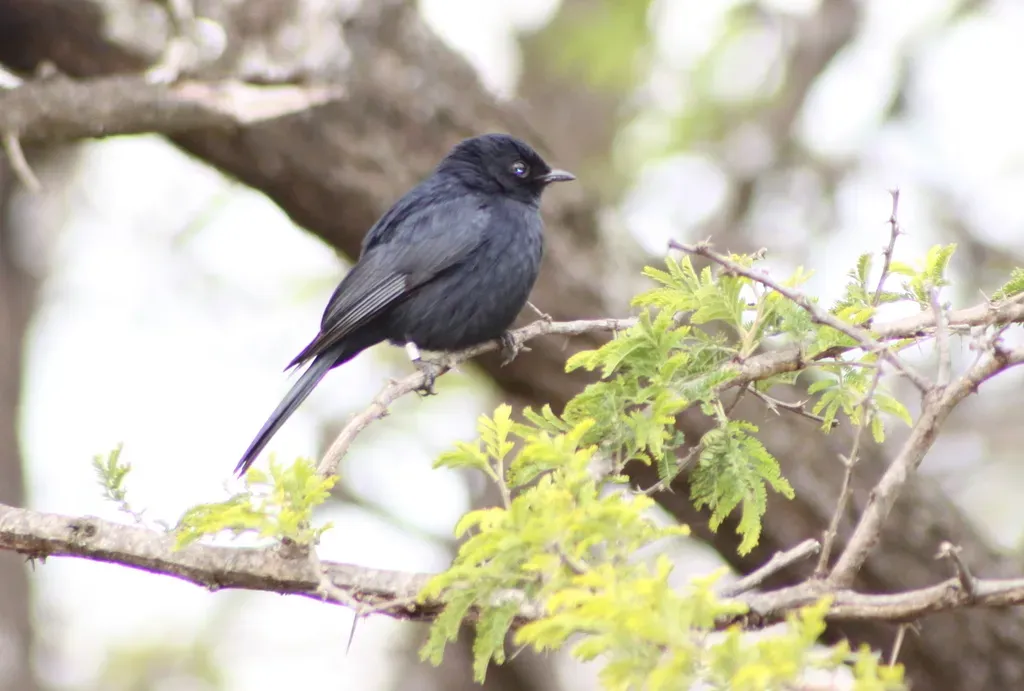 File:Southern black flycatcher (Melaenornis pammelaina) (5957477273).jpg