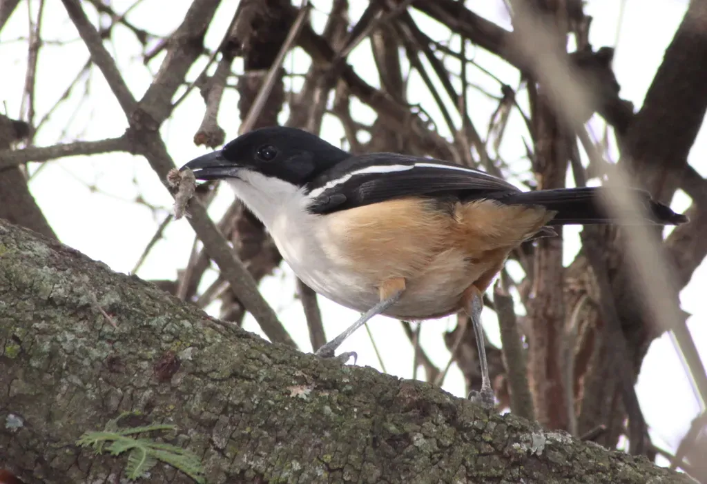 File:Southern Boubou (Laniarius ferrugineus) (5958037062).jpg