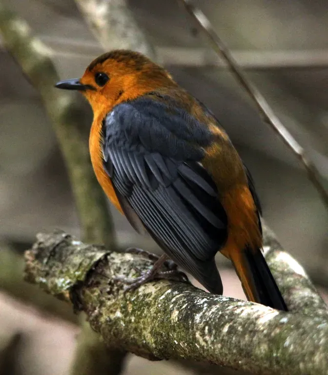 File:Red-capped Robin-chat, Cossypha natalensis - also called Natal Robin (6069945805).jpg