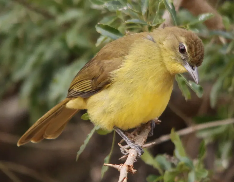 File:Yellow-bellied Greenbul, Chlorocichla flaviventris (6070518108).jpg