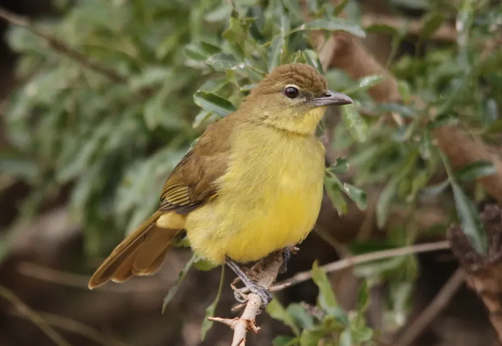 File:Yellow-bellied Greenbul, Chlorocichla flaviventris (6070517384).jpg