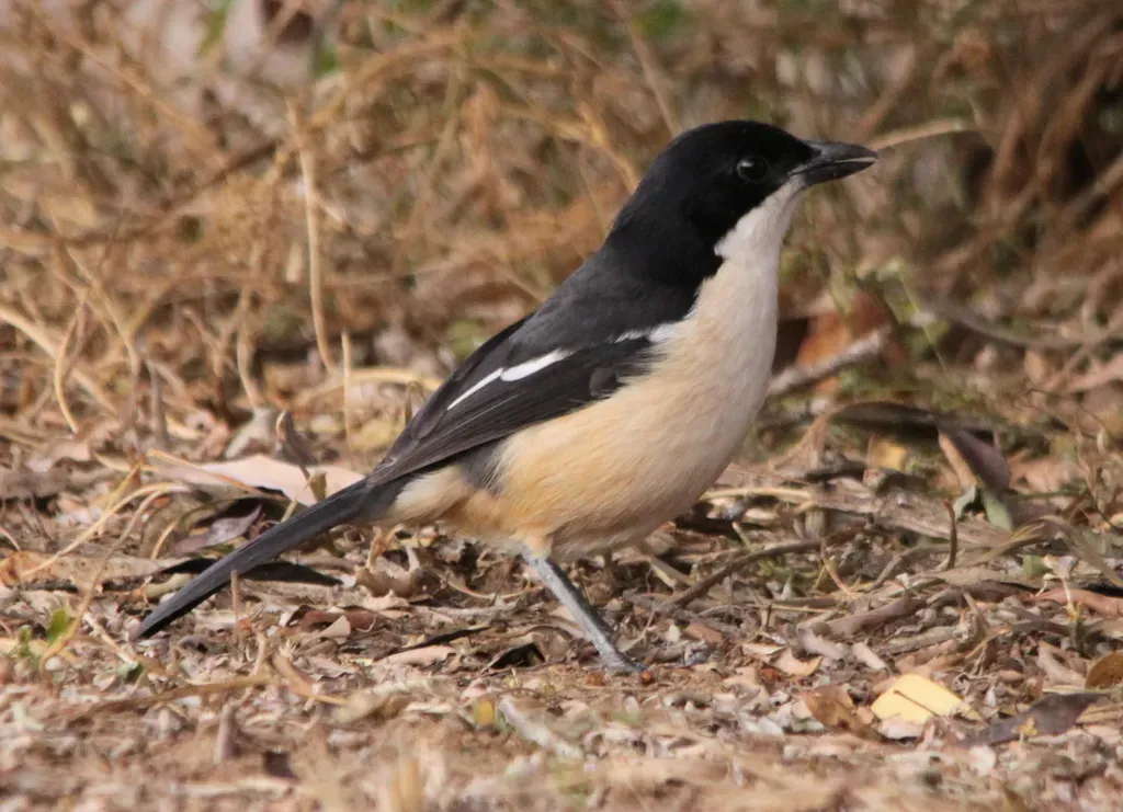 File:Southern Boubou, Laniarius ferrugineus (6069972929).jpg