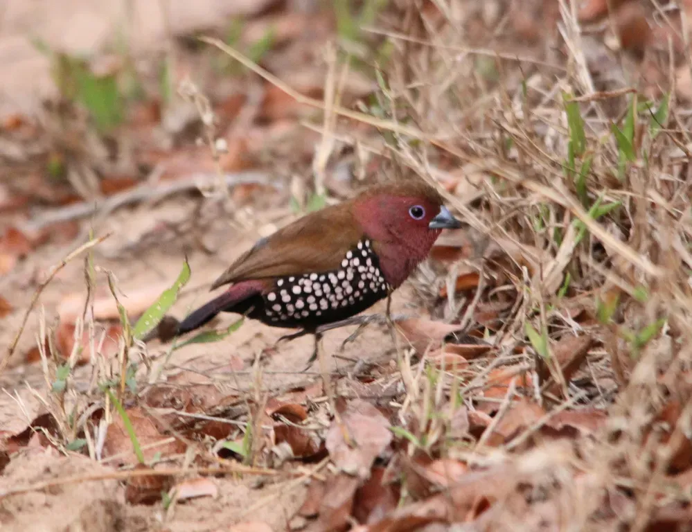 File:Pink-throated Twinspot, Hypargos margaritatus (6069980379).jpg