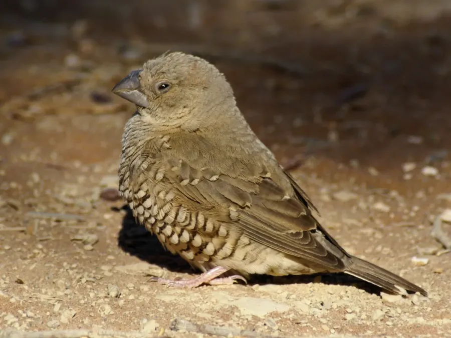 File:Amadina erythrocephala f.jpg