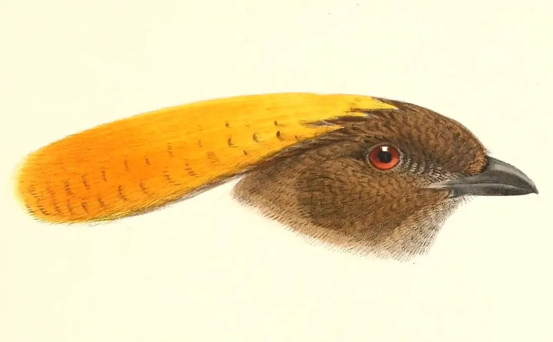 File:Amblyornis inornata 1896.jpg