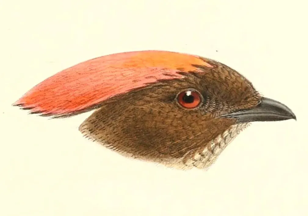 File:Amblyornis subalaris 1896.jpg