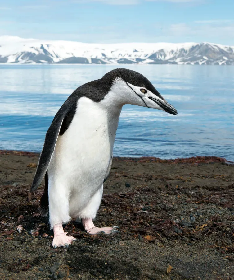 File:A chinstrap penguin (Pygoscelis antarcticus) on Deception Island in Antarctica.jpg