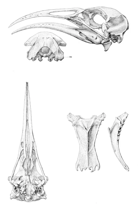 File:Diaphorapteryx hawkinsi 1 1896.jpg