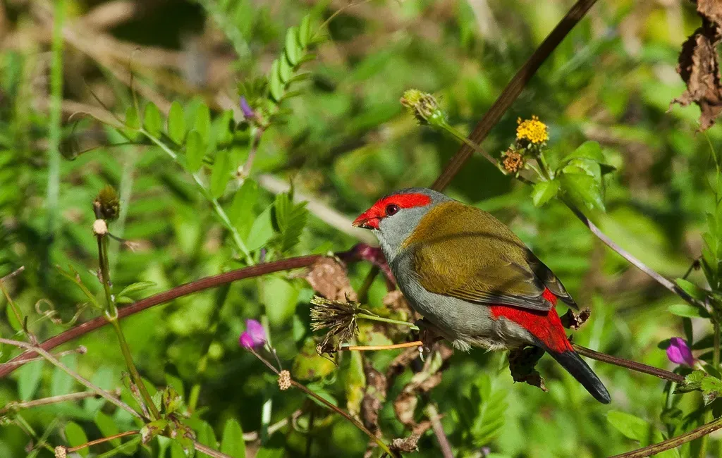 File:Red Browed Firetail Finch - Neochmia temporalis (6860415041).jpg