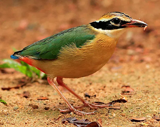 File:Pitta brachyura.jpg