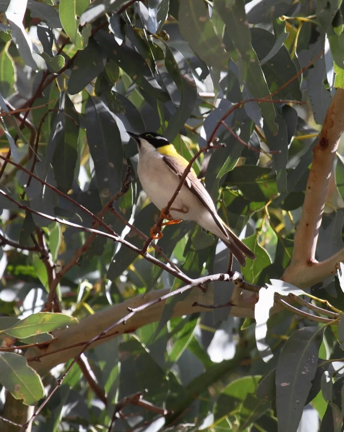 File:Melithreptus gularis laetior - Christopher Watson.jpg