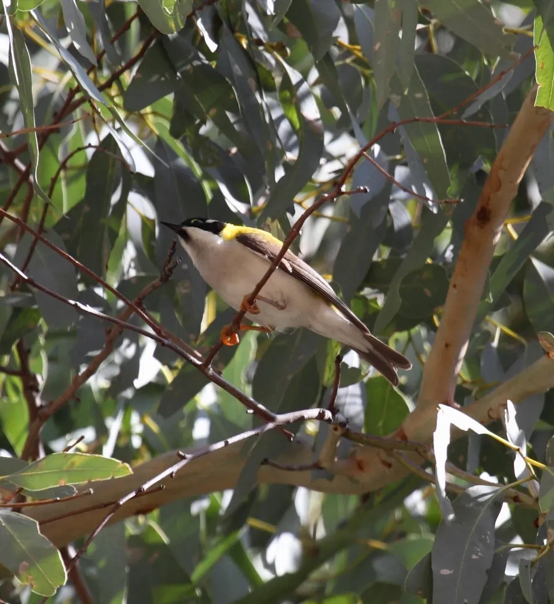 File:Melithreptus gularis laetior 2 - Christopher Watson.jpg
