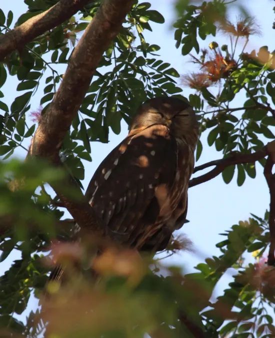File:Ninox connivens - Christopher Watson.jpg
