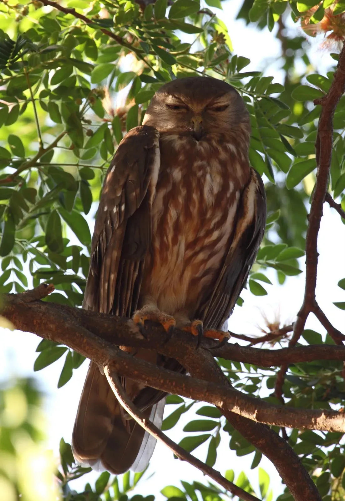 File:Ninox connivens better - Christopher Watson.jpg