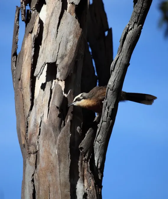 File:OPBG Pomatostomus temporalis - Christopher Watson.jpg