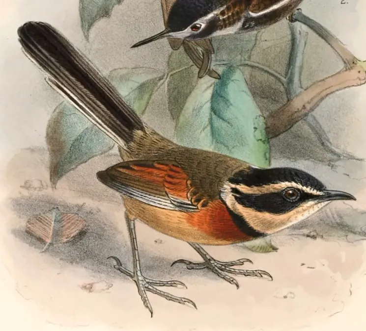 File:Melanopareia elegans elegans 1897.jpg