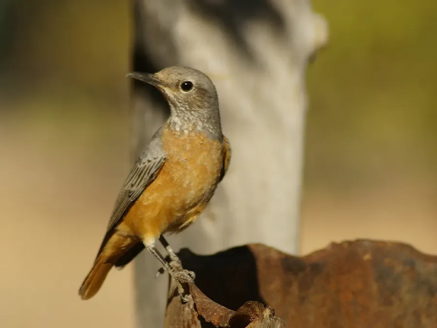 File:Monticola brevipes.jpg