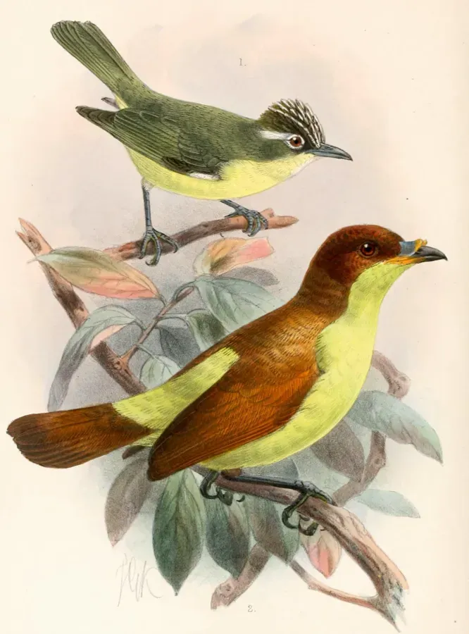 File:Lophozosterops dohertyi & Loboparadisea sericea 1897.jpg