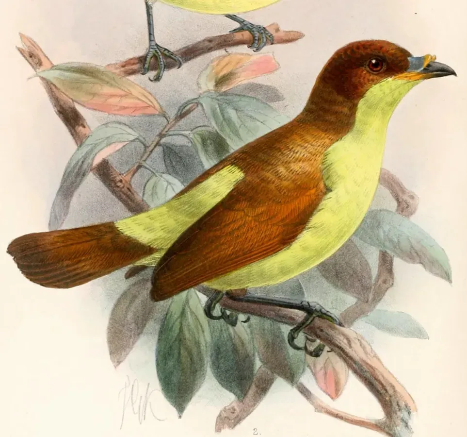 File:Loboparadisea sericea 1897.jpg