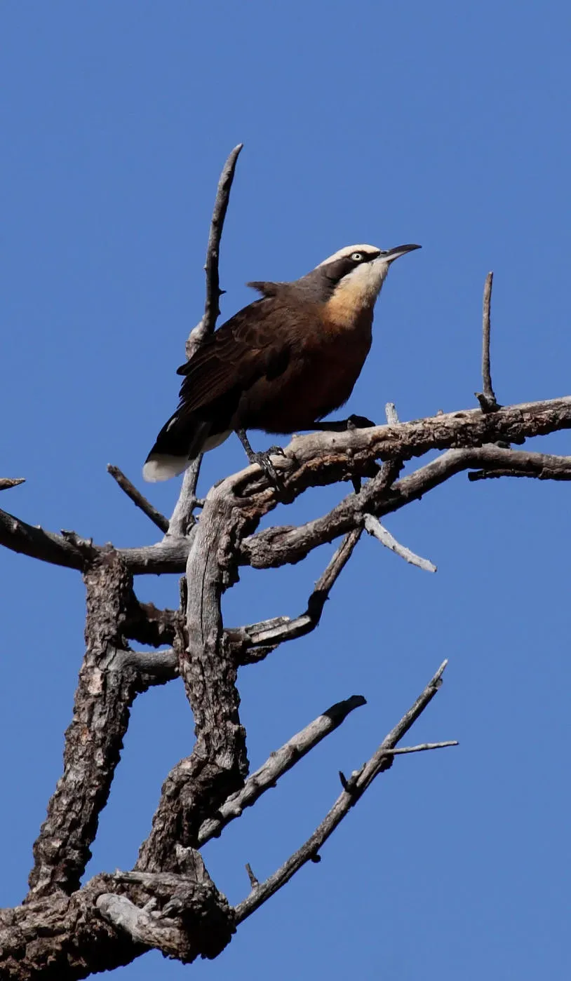 File:Pomatostomus temporalis - Christopher Watson.jpg