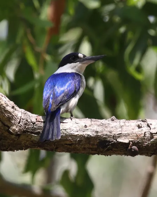 File:Todiramphus macleayii - Christopher Watson.jpg
