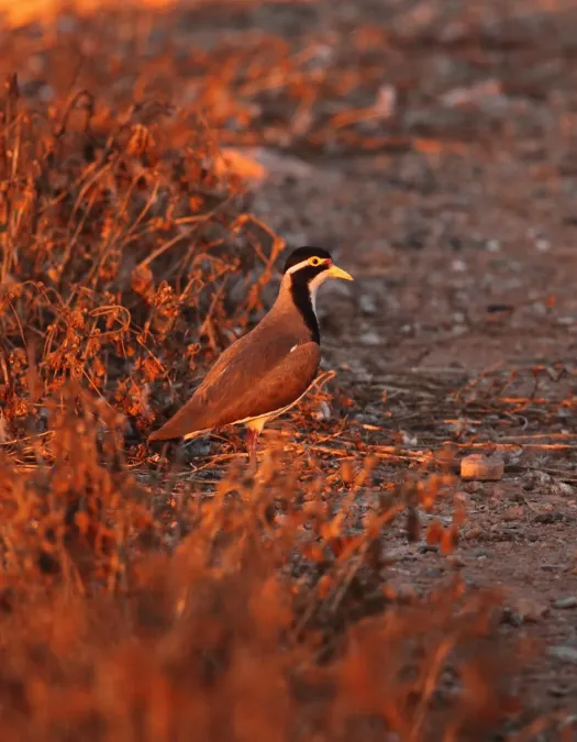 File:Vanellus tricolor assp2 - Christopher Watson.jpg
