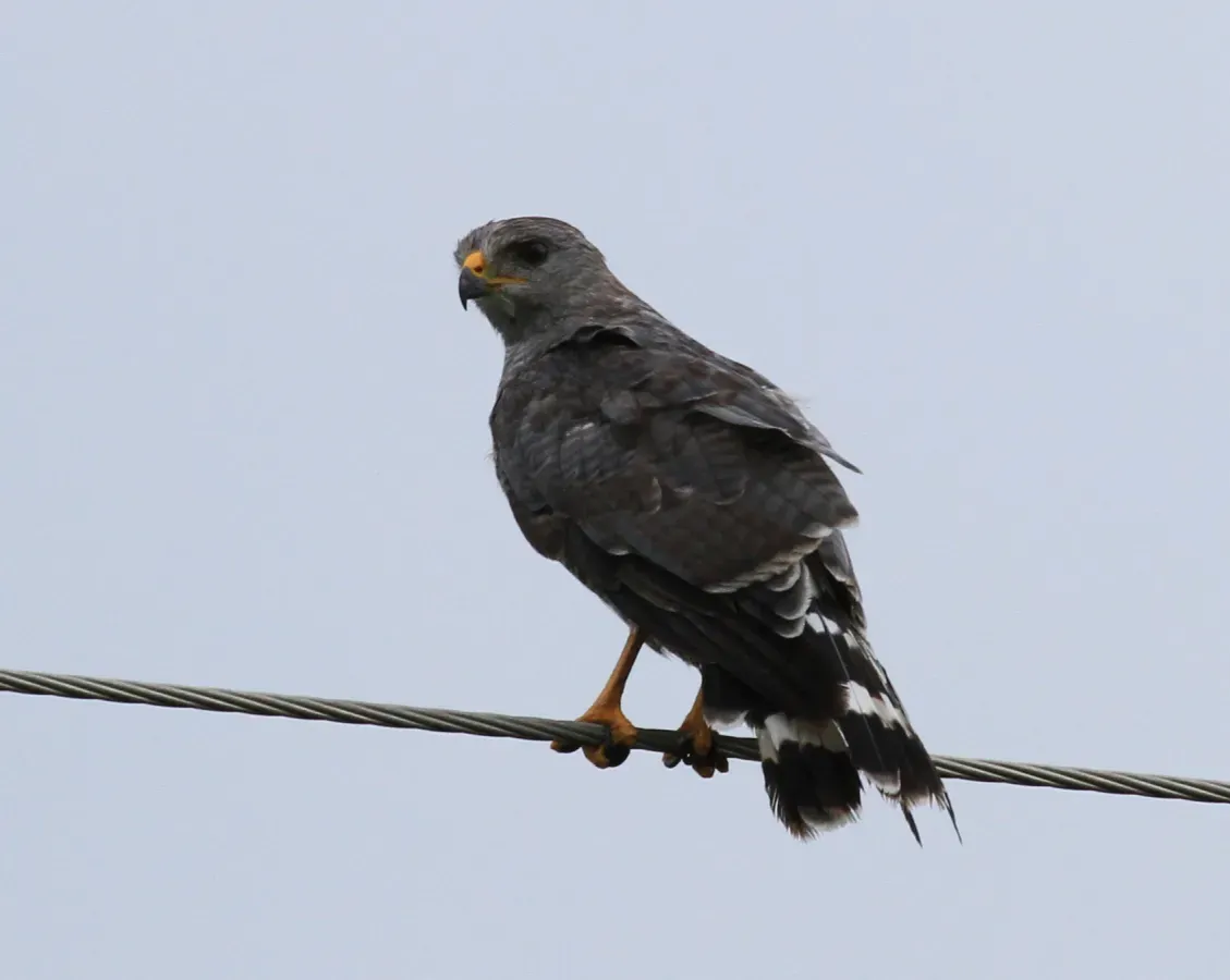File:Buteo plagiatus Tamaulipas.jpg