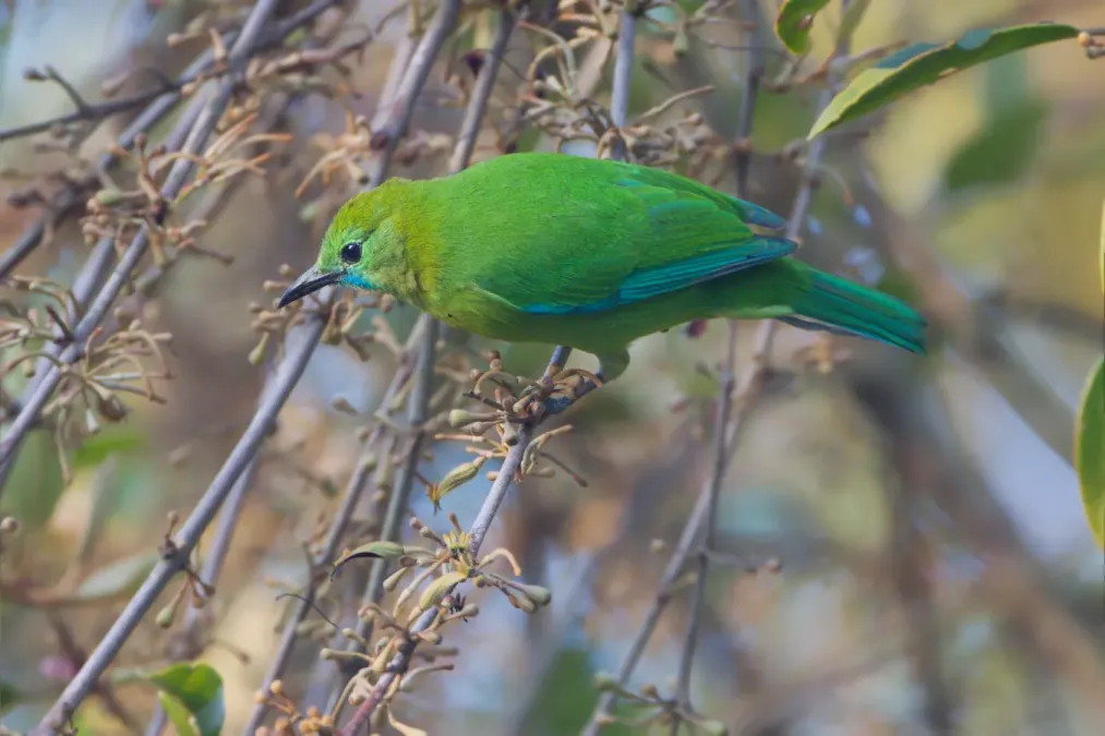 File:Chloropsis cochinchinensis - Khao Yai.jpg