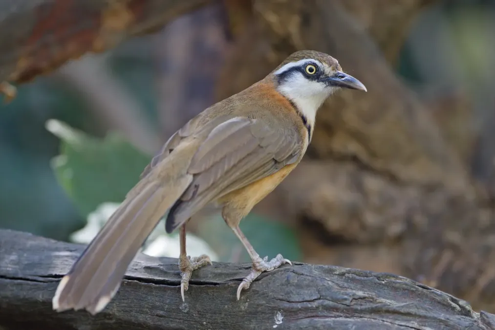 File:Garrulax monileger 2 - Kaeng Krachan.jpg