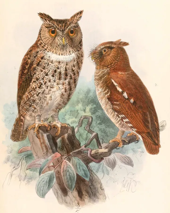 File:Otus silvicola & Otus alfredi 1897.jpg