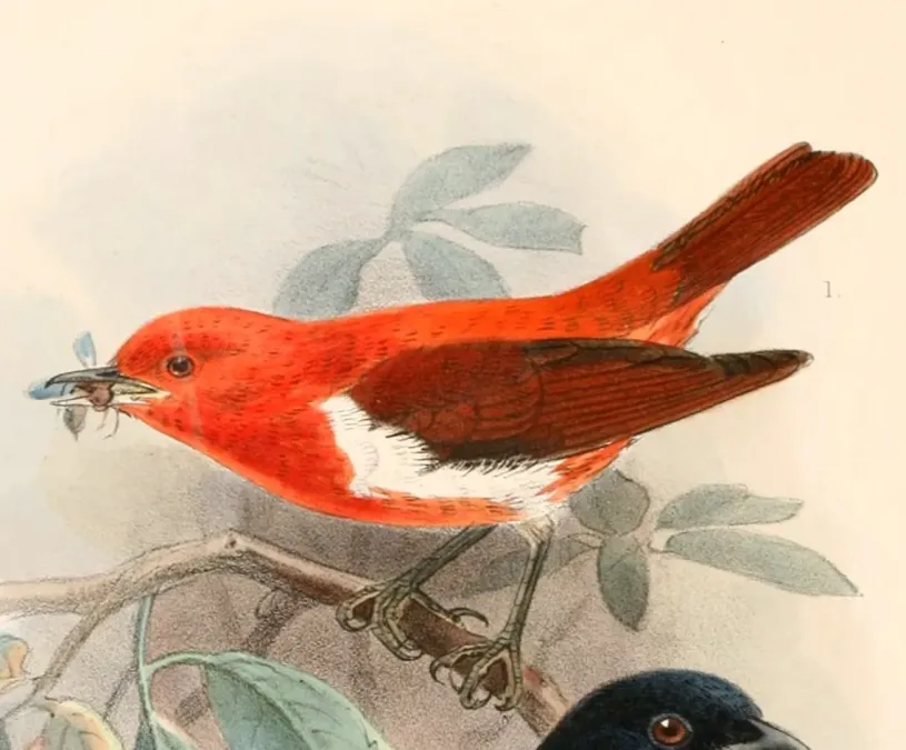 File:Chrysothlypis salmoni 1897.jpg