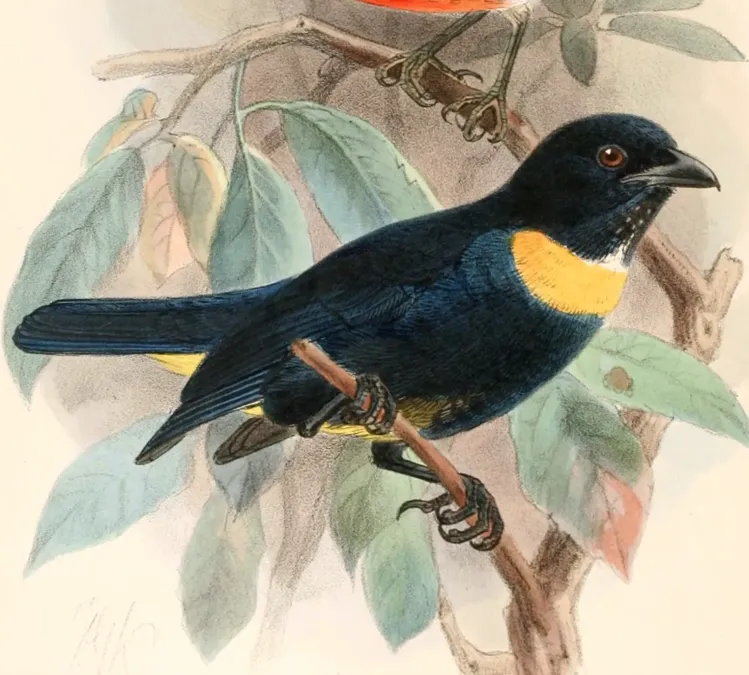File:Bangsia rothschildi 1897.jpg
