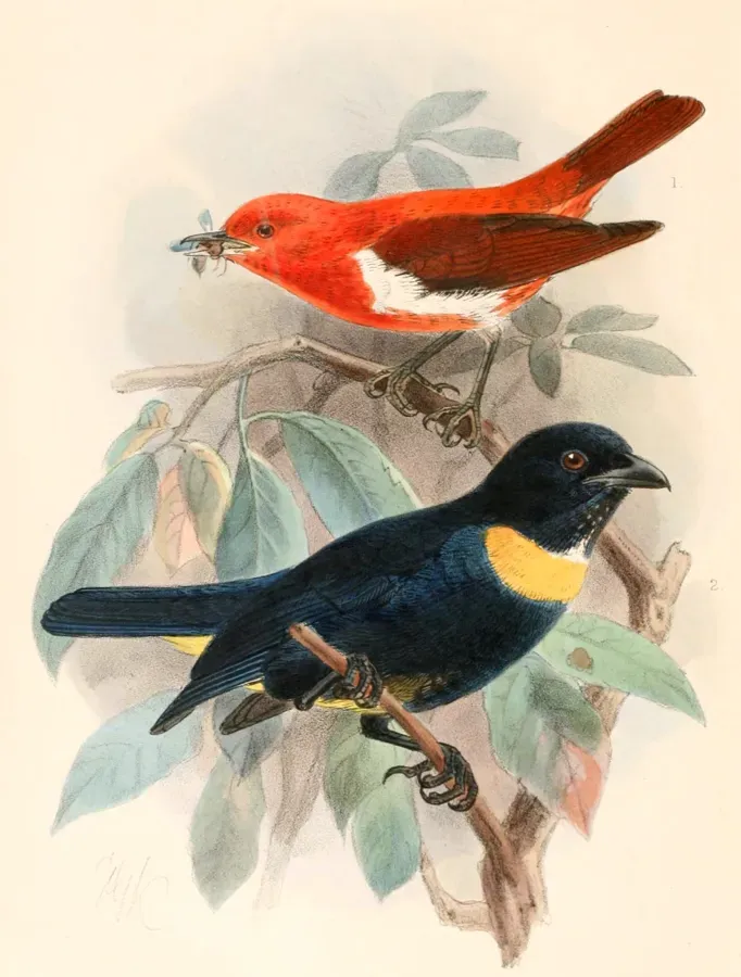 File:Chrysothlypis salmoni & Bangsia rothschildi 1897.jpg