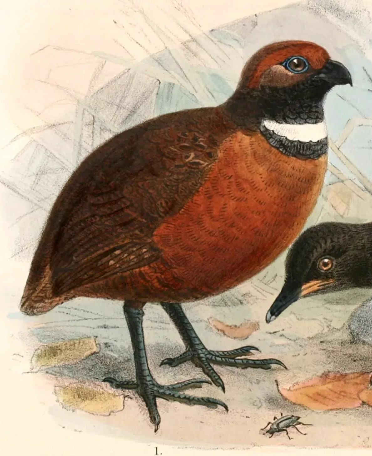 File:Odontophorus erythrops parambae 1897.jpg