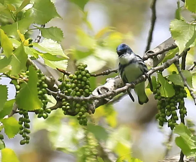 File:Setophaga cerulea Montezuma NWR.jpg