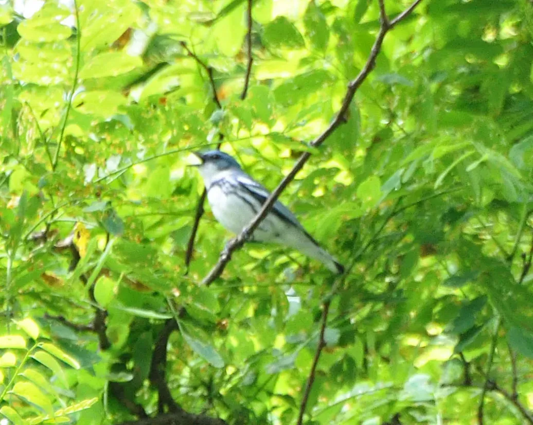 File:Setophaga cerulea BR Parkway NC 1.jpg