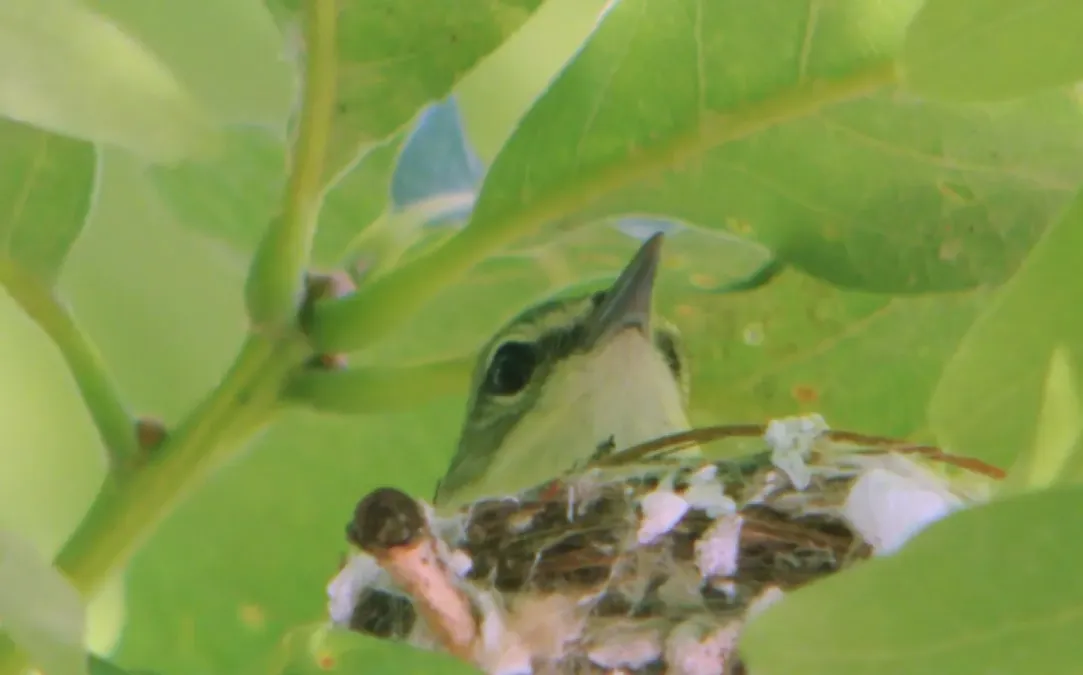 File:Setophaga cerulea Weldon Spring 1.jpg