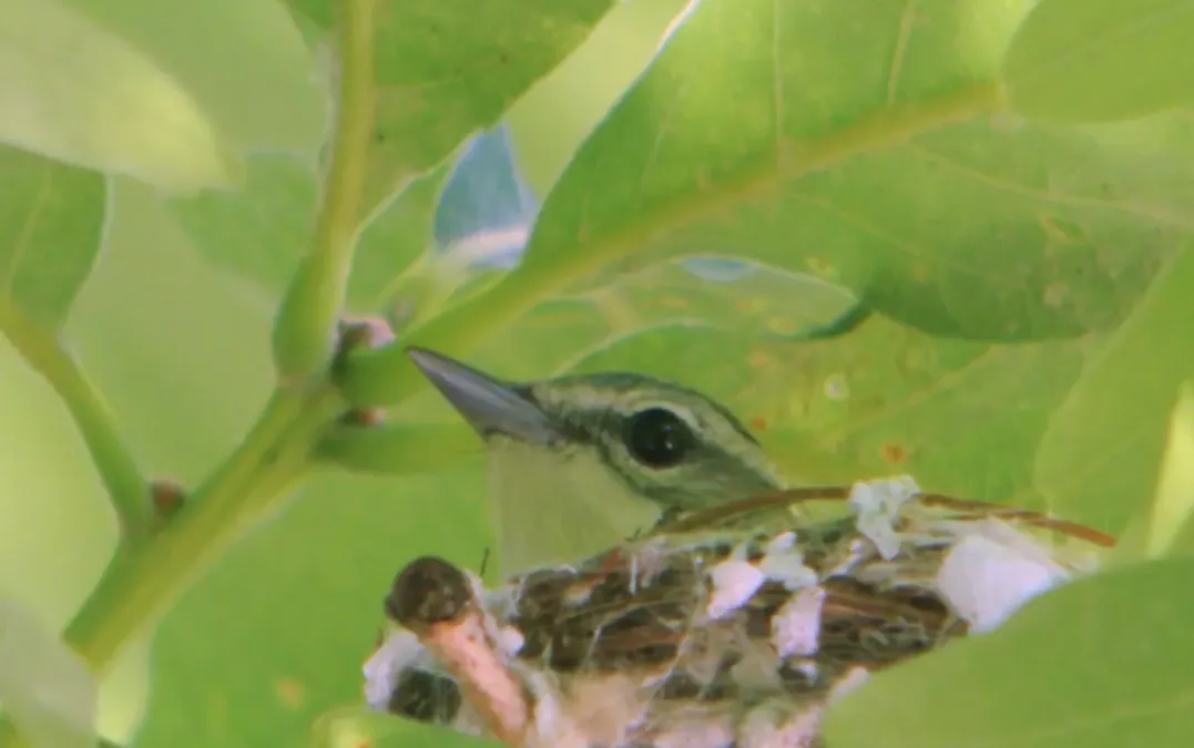 File:Setophaga cerulea Weldon Spring 2.jpg