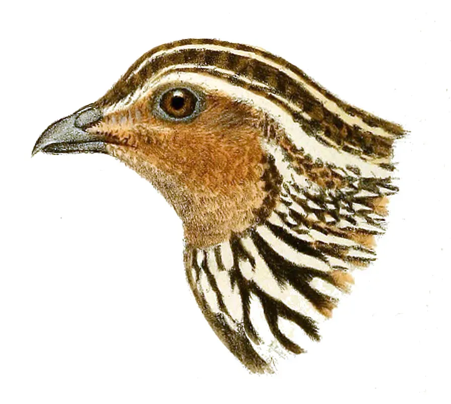 File:Head of Coturnix pectoralis - Herbert Goodchild.jpg